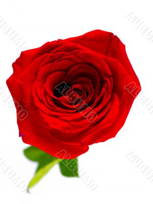 Single Red Rose