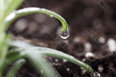 water drop on leaf