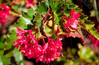 Vibrant Suspended Flowers