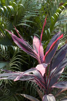 pink and green leaves