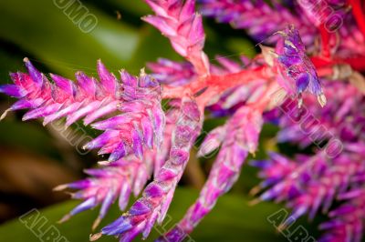 spider webbed flora