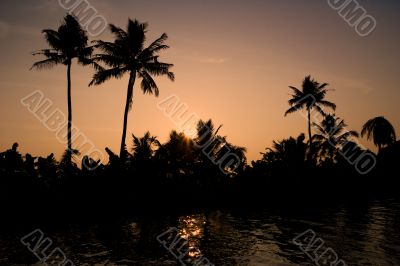 palm tree silhouette