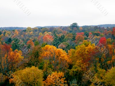 dense forest