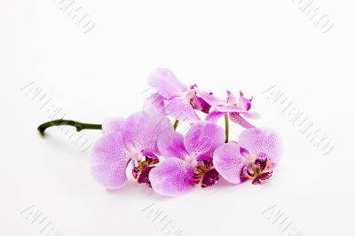 stem of orchids with shadows