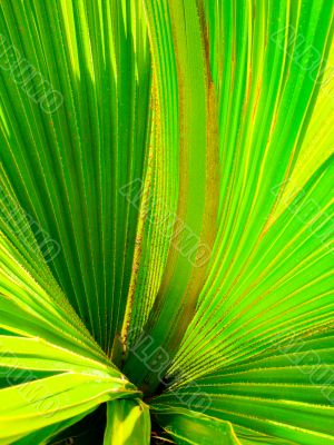 vibrant fern