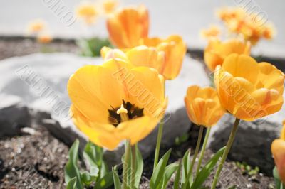 Yellow tulips in a Garden