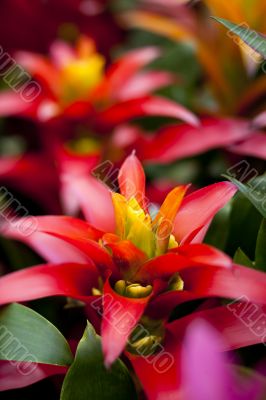 Tropical Red Flowers