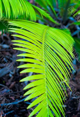 walkway fern