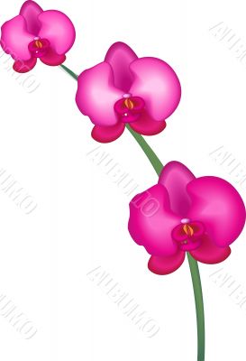 image of pink orchid