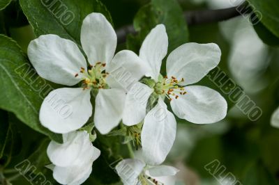 white apple blossoms