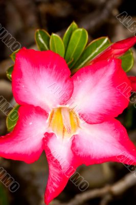 Striking Pink Flower Closeup
