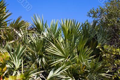 Palm Plants Palm Plants