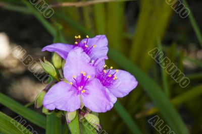 purple needle palm