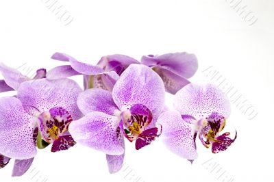 Purple orchid branch