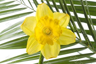 yellow flower and palm leaf