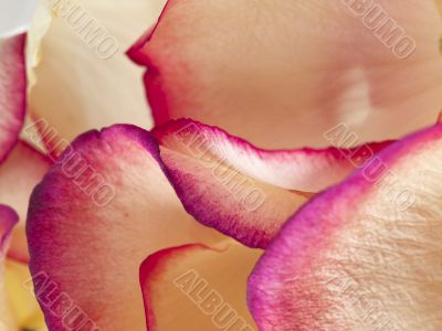peach rose petals with pink and purple edges