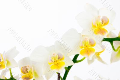 Row of white orchids on isolated background