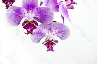 Simple clean orchid arrangement