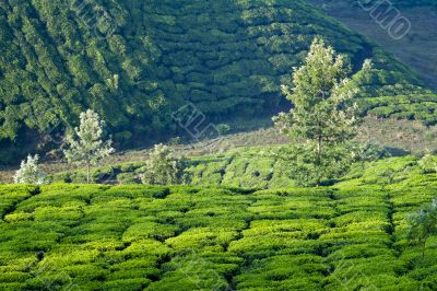 Valleys of Tea Plants