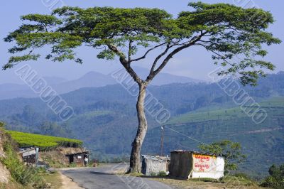 Large Mountain Tree