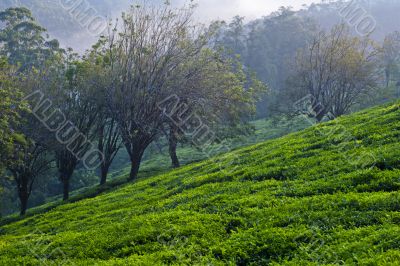 Trees and Tea Plants