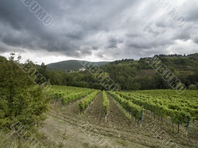 vineyard in tuscany