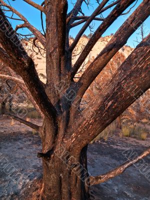 burt tree from fire in zion national park
