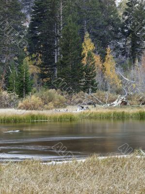 scenic view of lake and trees