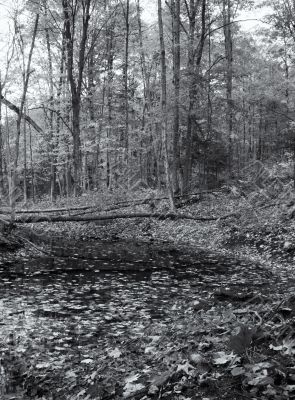 trees and leaves in forest