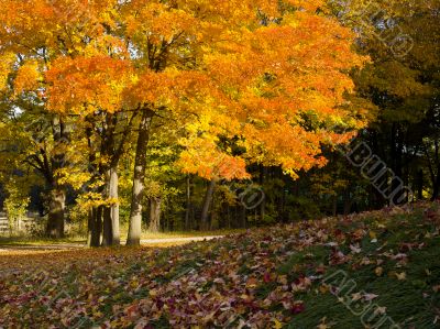 Autumn Colours