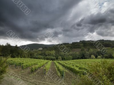 trees under the dark clouds in tuscany trees under the dark clouds in tuscany