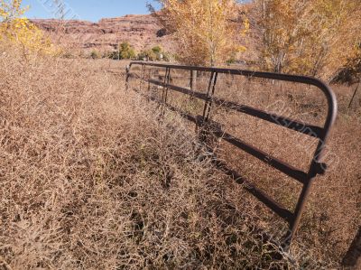 dry yellow grass