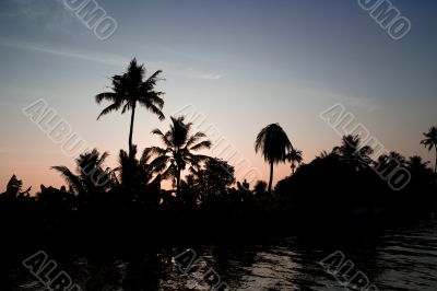 indian palm tree silhouette