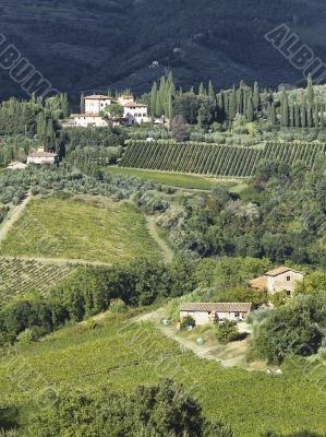view of a tuscan vinyard