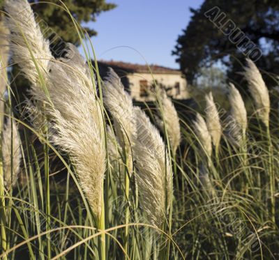 white pampas grass in tuscany