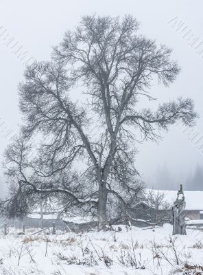tree on snow