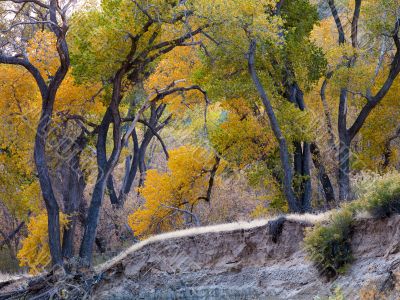 trees in zion