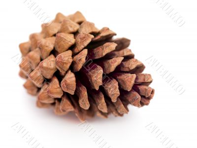 Pinecone on White