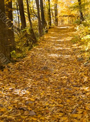 path through forest