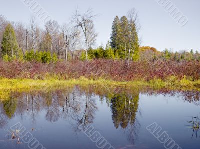 pond with refelctions