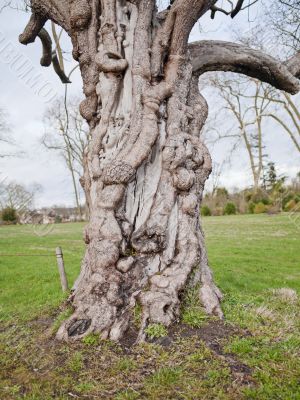 mangled tree