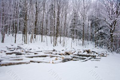logs in the snow