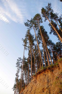 pine forest under deep blue sky