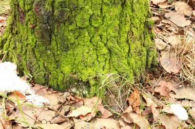 Moss on the old tree stump