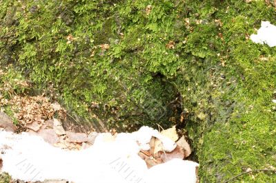 Moss on the old tree stump