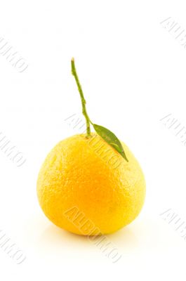 Tangerine with leaves on a white background