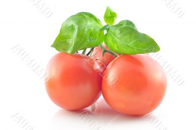 Sprig and tomato on a white background