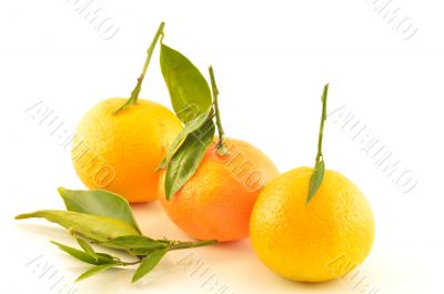 Tangerine with leaves on a white background