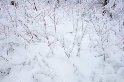 snowy bushes