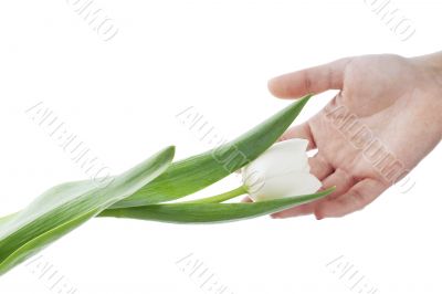 white tulips on the hand